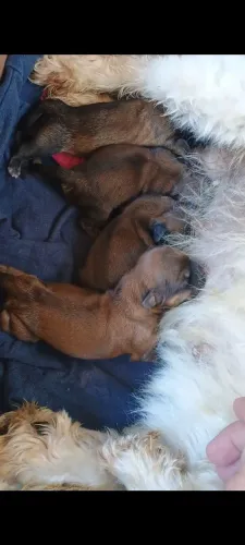 Shitzu com Lhasa