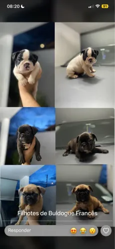 Cachorro raça Buldogue Francês 
