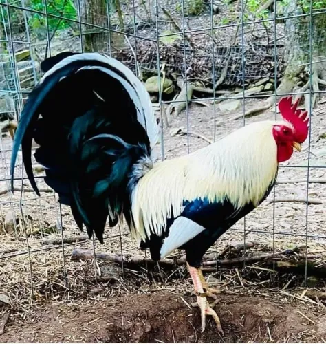 Casal de Fênix 