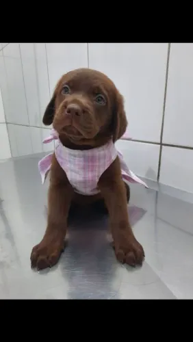 Labrador Macho e fêmea 