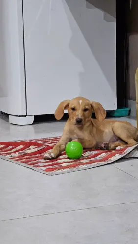 Cachorro doação
