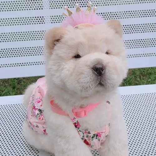 Chow Chow O início de algo lindo pode começar com esse pequeno