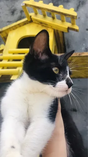 Gatinha para adoção responsável