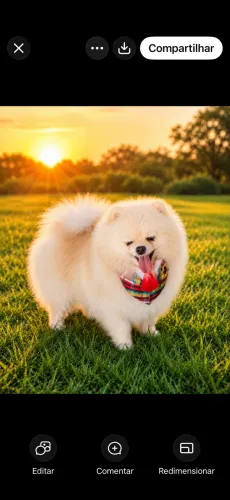Lulu da Pomerânea fêmea