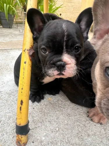 Bulldog Francês Filhotes Disponíveis ? Companhia Perfeita para sua Casa