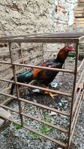 Casal frango com pintinhos
