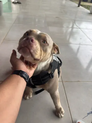 American Bully (Pockey) Fêmea