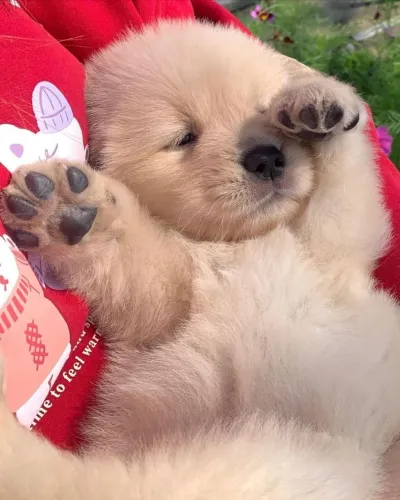 Golden Cachorrinho pronto para fazer parte da família