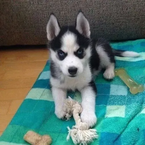 Husky siberiano disponivel