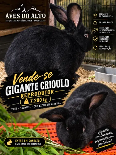 Coelho Gigante Crioulo Reprodutor