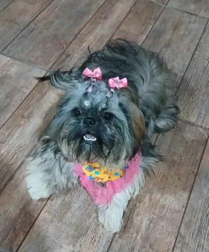 Para sair hoje shih tzu fêmea