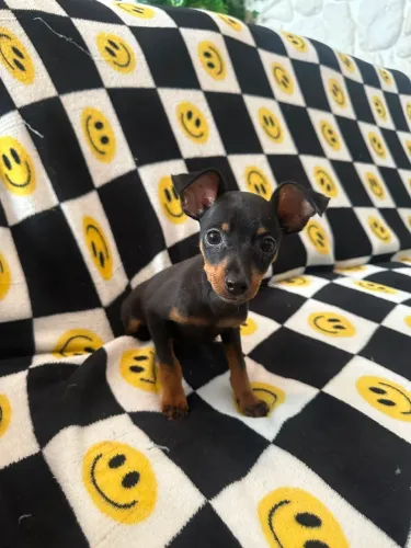 Filhote Pinscher macho