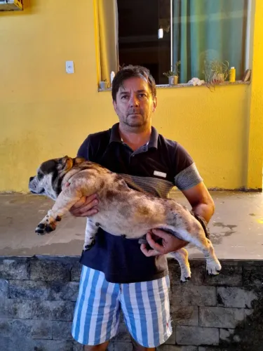 exotic bully 