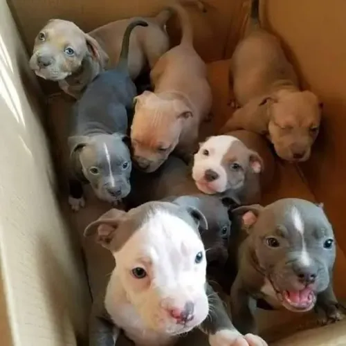 Pitbull
