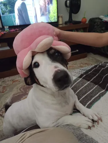 ADOÇÃO RESPONSÁVEL - LILA