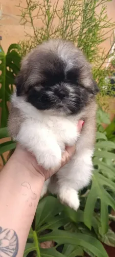 Filhotes de shih tzu machos