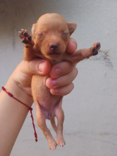 Vende-se filhote de pinscher