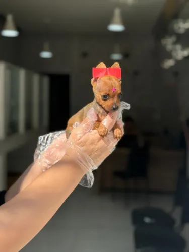 Pinscher Miniatura - Mais amor, mais alegria, mais patinhas
