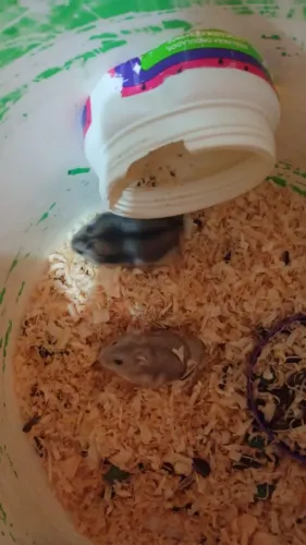 Hamster a venda 