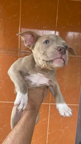 American Bully pocket