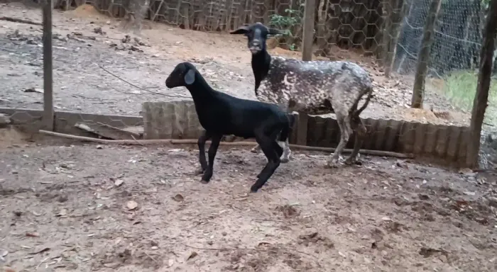 Ovelhas bem parida e gorda 