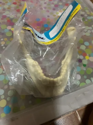 Manequim mandíbula com dentes 