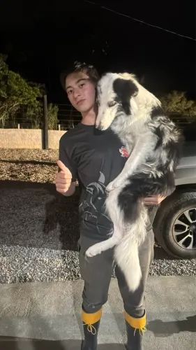 Vendo Cria de Border Colli