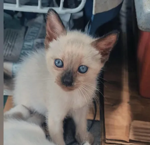 Gata Siamesa filhote, para Adoção