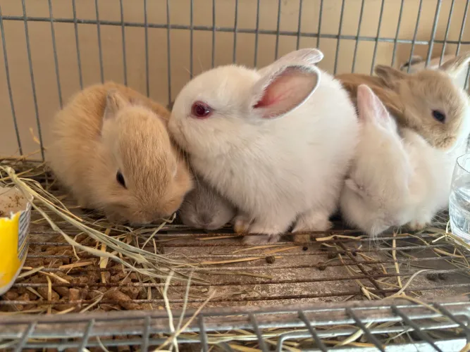 Coelhos Fulvo de borgonha 