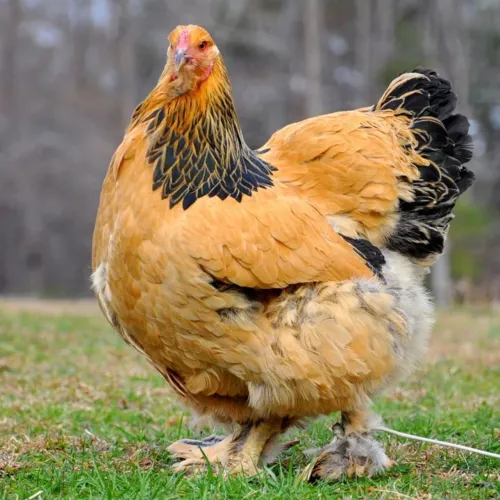Galinha Puff Brahma