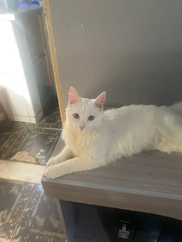 Gato 