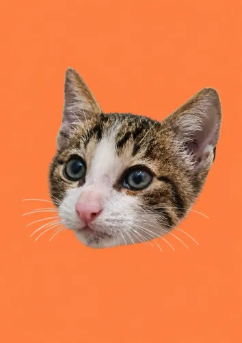 Gato