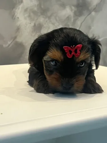 yorkshire terrier