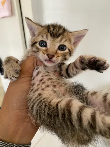 Gatinhos Lindos, Me Adota 