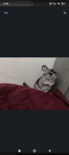 Chinchila macho