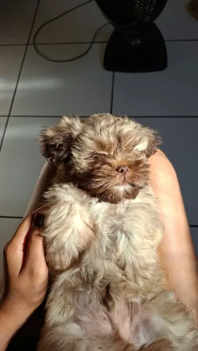 FILHOTES MESTIÇOS LASHA APSO/SHIH TZU