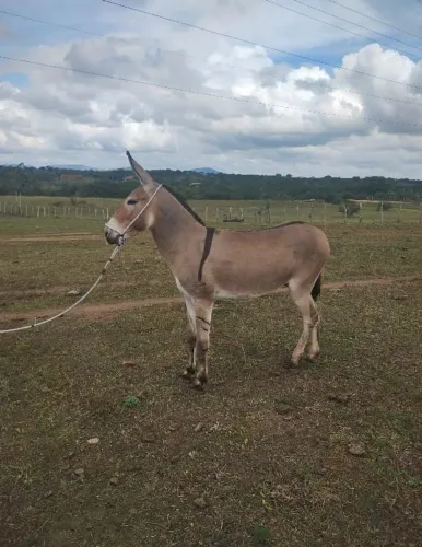 Jumento pega