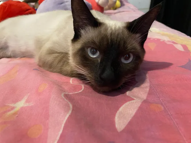 Doação de gato siamês
