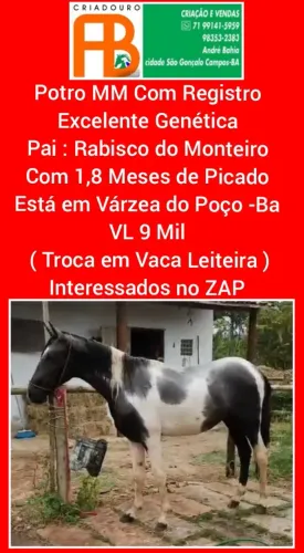 Potro MM Pampa Com Registro