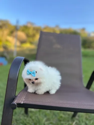 Spitz alemão anão Ursinho