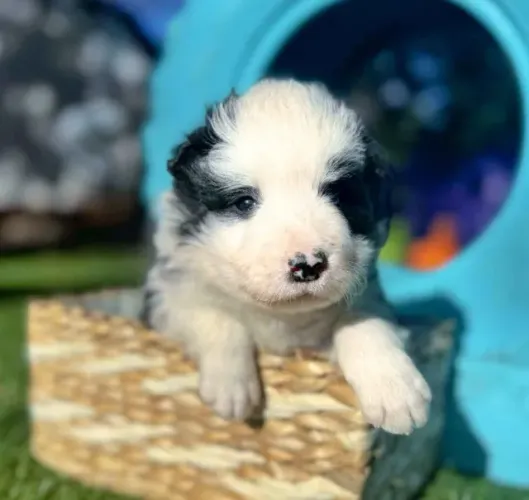 Filhotes de Border Collie | Energia boa de verdade!