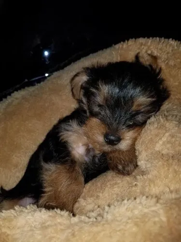 Yorkshire terrier