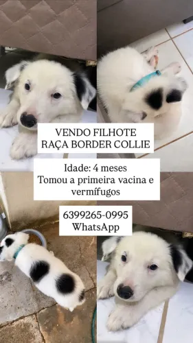 Cachorro raça border collie macho filhote