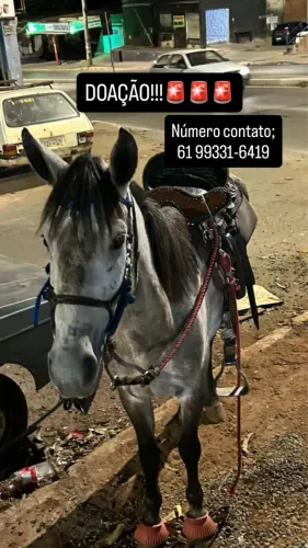 Cavalo