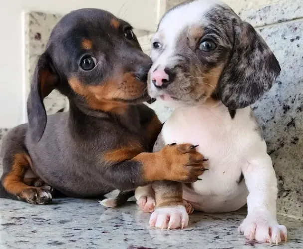 Basset - Arlequim /Piebal/Preto Disponíveis!!