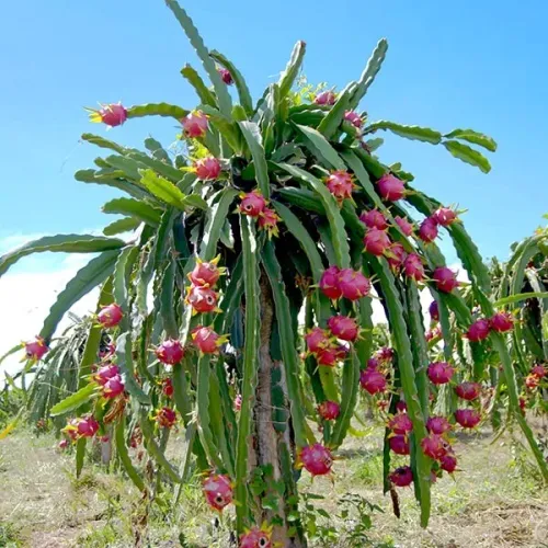Pitaya vermelha -Boreal Red - Autofértil (vendo mudas)