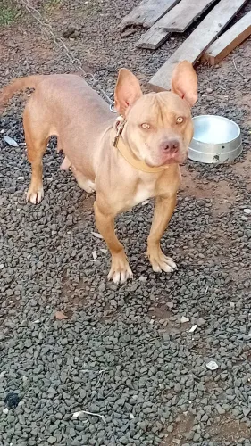 Filhote de Cachorro pit monster 
