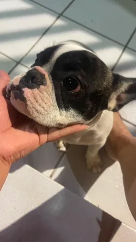 Bulldog francês fêmea