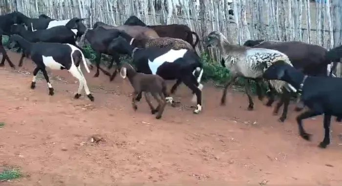 Ovelhas mestiças a venda