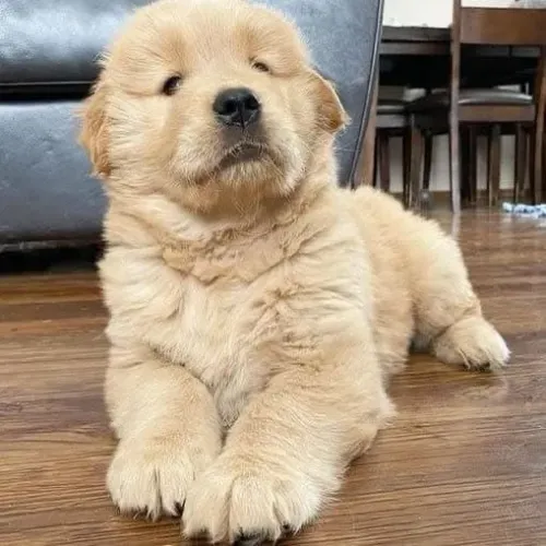 Filhotes de Golden Retriever | Energia que contagia o lar
